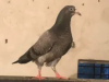Tippler Highflier pigeon